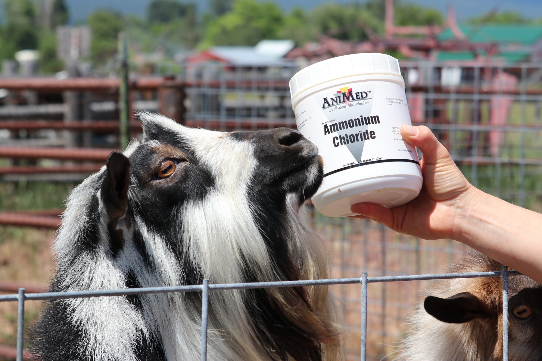 Ammonium Chloride for Goats